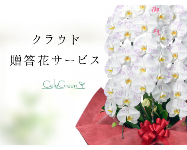 お祝い用胡蝶蘭・観葉植物 注文サービス「セレグリ」